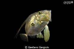 John-Dory (Zeus Faber) swimming up by Gaetano Gargiulo 